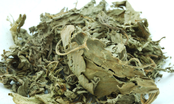 乾燥した甜茶