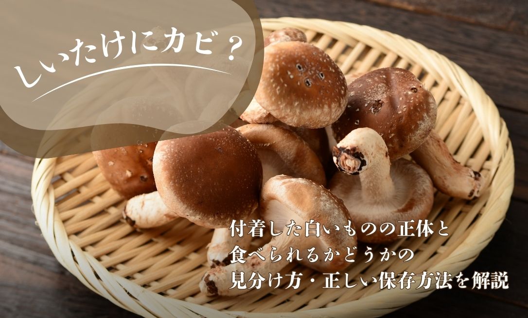 Shītake kabi