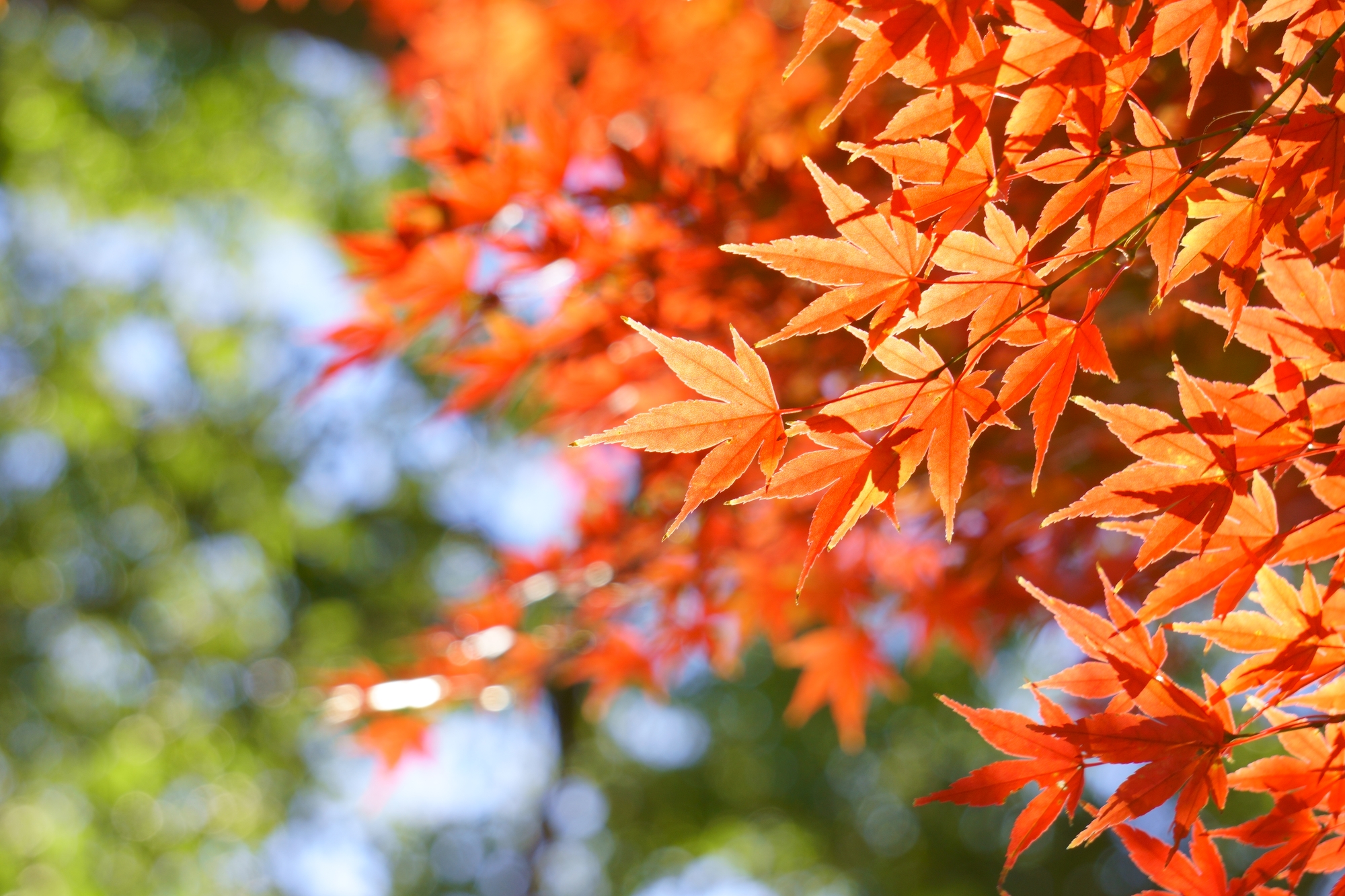 秋を感じさせる紅葉