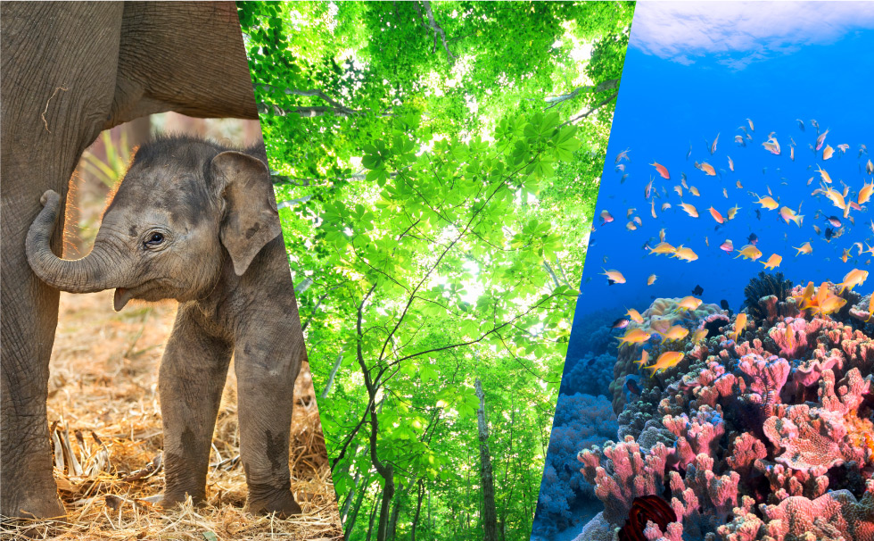 社会課題解決活動を行うＮＰＯ法人を支援