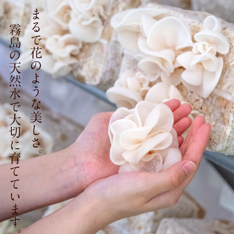 九州産乾燥 黒キクラゲ250g | タマチャンショップ 公式