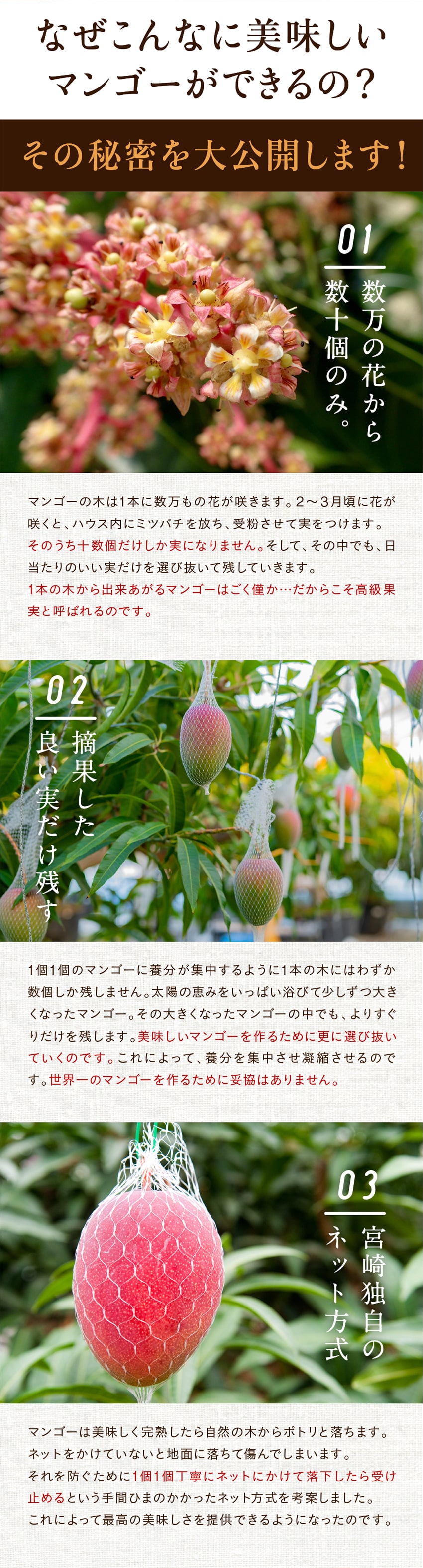 摘果マンゴー/青マンゴー/グリーンマンゴー10kg(箱込み) - メルカリ
