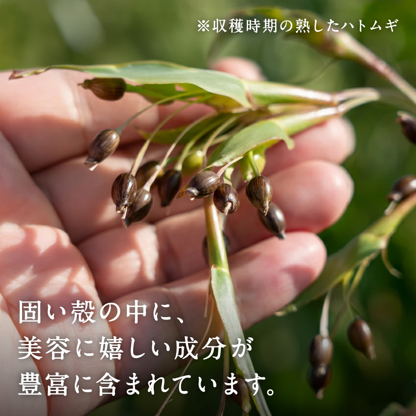 べっぴんはとむぎプレミアムショコラ仕立てサムネイル01