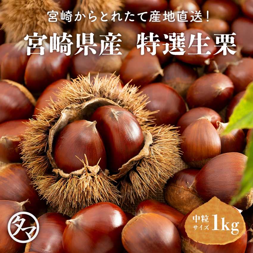 宮崎県産 特選生栗 中粒サイズサムネイル01