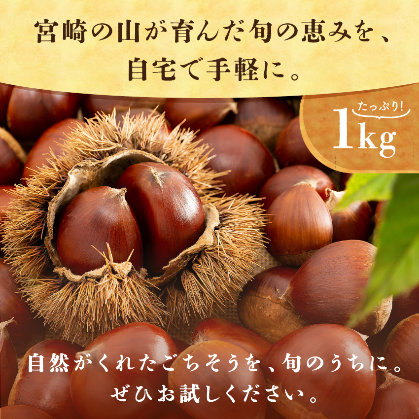 宮崎県産 特選生栗 中粒サイズサムネイル01