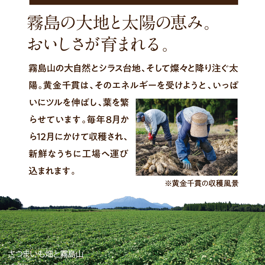 サクまいもサムネイル01