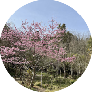Miyabiさん