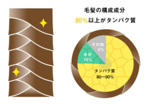 毛髪の構成成分80%以上がタンパク質