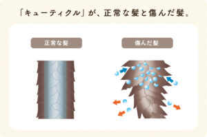 キューティクルが損傷した髪は、過剰な水分が出入りしてうねりの原因に。