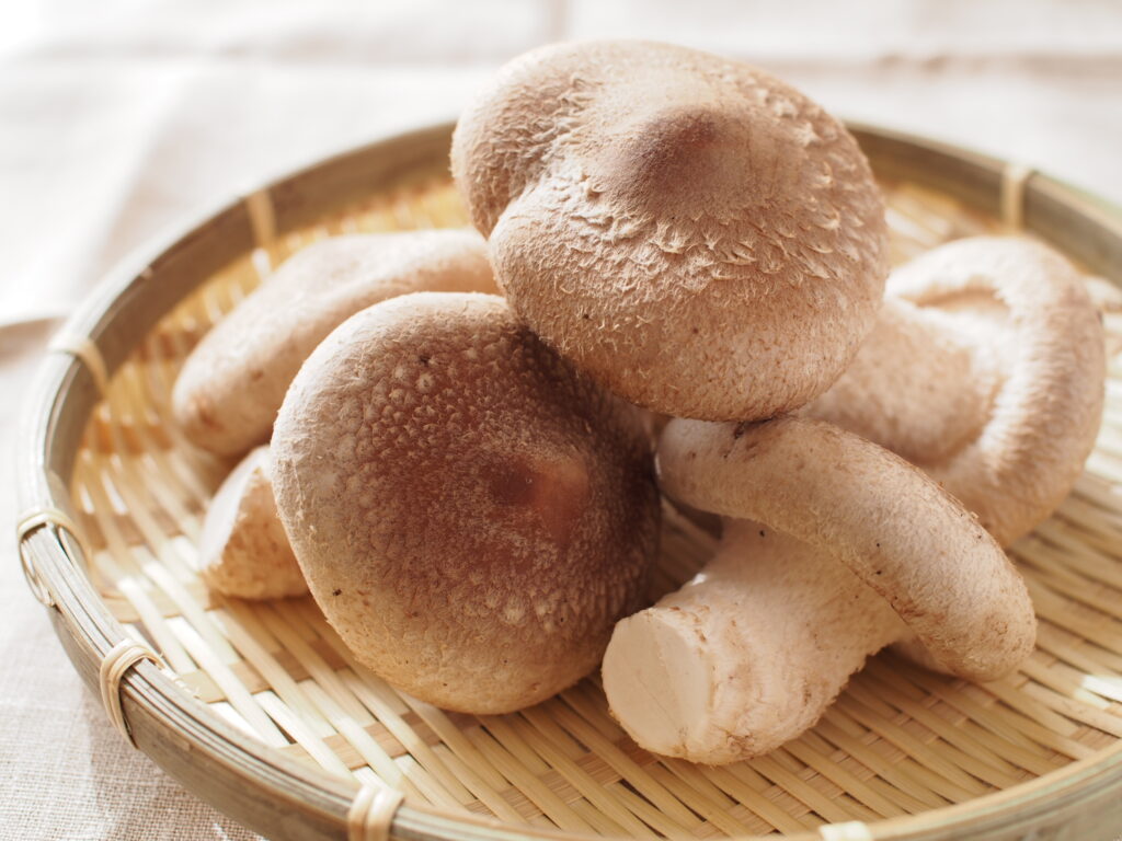 カゴに入った新鮮なしいたけ