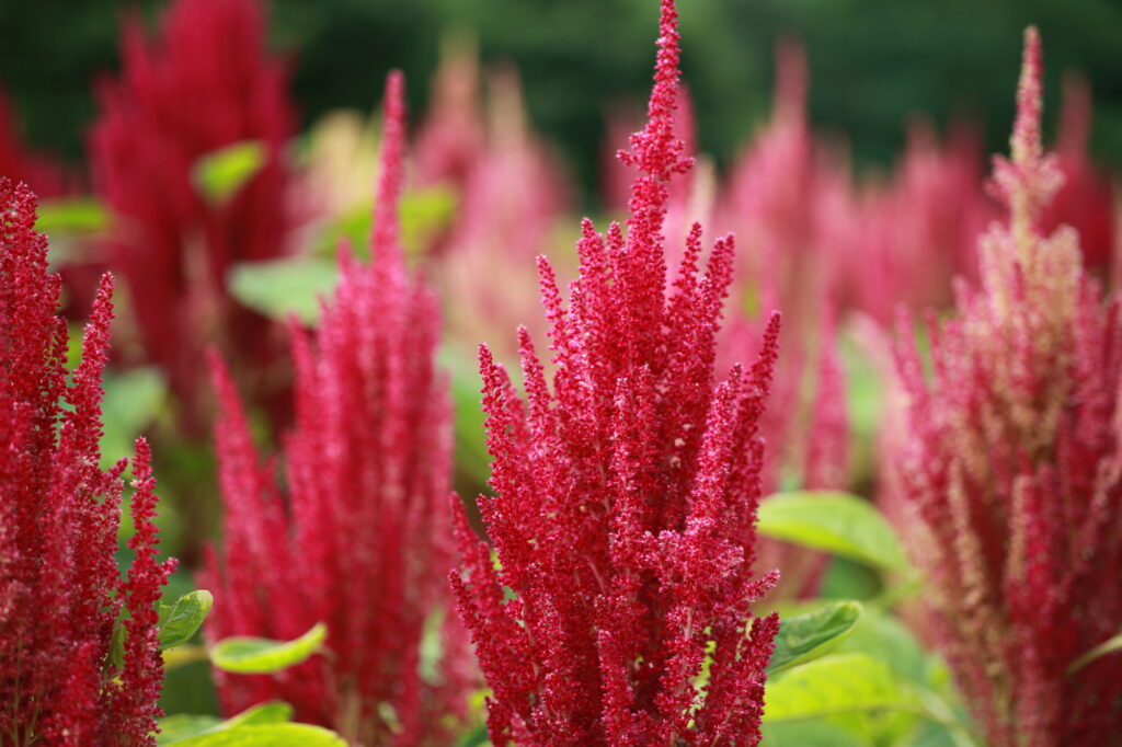 アマランサスの花