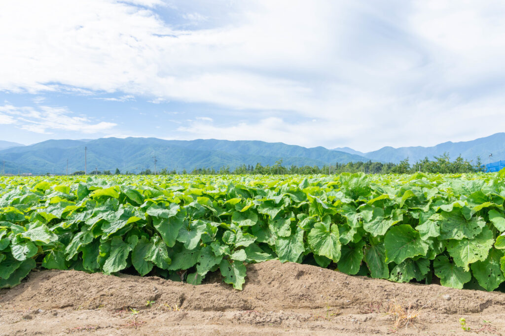 日本のごぼう畑