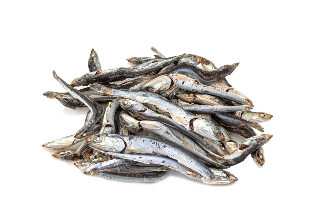 カタクチイワシ