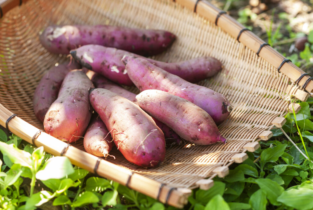 収穫された紅はるか