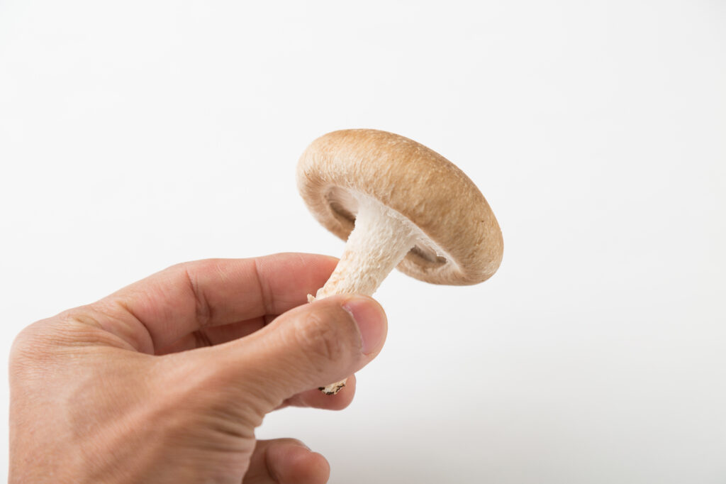 手で持ったしいたけ