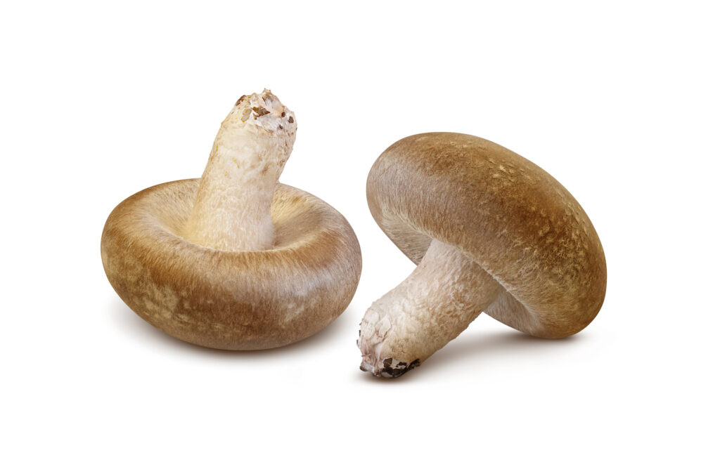 ふたつのしいたけ